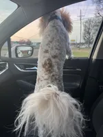 Ollie, a male Miniature Goldendoodle for sale in Horn Lake, MS – 3 of 4