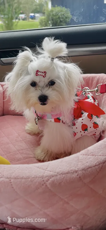 Chanell – Maltese puppy for sale in Jacksonville, FL