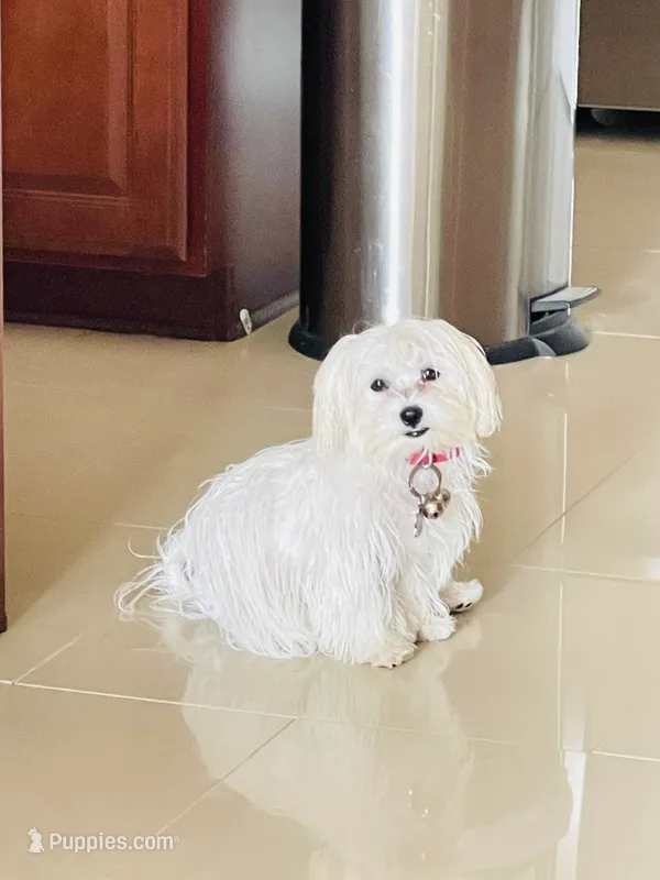 Chanell – Maltese puppy for sale in Jacksonville, FL