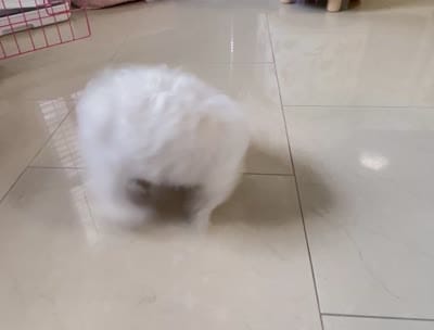 Chanell, a female Maltese for sale in Jacksonville, FL – 3 of 4