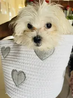 Chanell, a female Maltese for sale in Jacksonville, FL – 2 of 2
