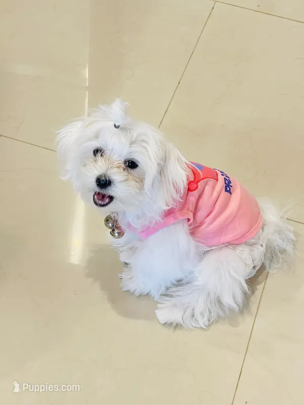 Chanell – Maltese puppy for sale in Jacksonville, FL