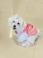 Chanell, a female Maltese for sale in Jacksonville, FL – 1 of 2