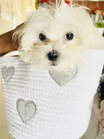 Chanell, a female Maltese for sale in Jacksonville, FL – 4 of 4