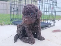 Lita, a female Poodle - Miniature  for sale in Wichita, KS – 3 of 3