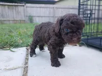 Lita, a female Poodle - Miniature  for sale in Wichita, KS – 2 of 3