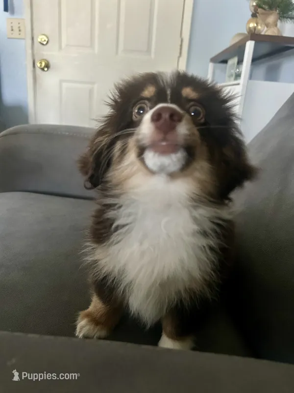 Rocket – Pomeranian, Miniature Dachshund puppy for sale in Banning, CA