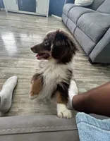 Rocket, a male Pomeranian and Miniature Dachshund for sale in Banning, CA – 3 of 5