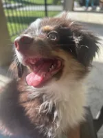 Rocket, a male Pomeranian and Miniature Dachshund for sale in Banning, CA – 2 of 5