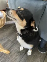 Shortie , a female Pomchi for sale in Greensboro, NC – Photo 2 of 3