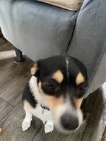 Shortie , a female Pomchi for sale in Greensboro, NC – Photo 3 of 3