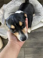 Shortie , a female Pomchi for sale in Greensboro, NC – Photo 1 of 3