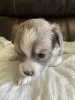 Smokey, a female Pomchi for sale in Greensboro, NC – Photo 4 of 4