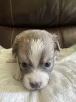 Smokey, a female Pomchi for sale in Greensboro, NC – Photo 2 of 4