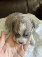 Smokey, a female Pomchi for sale in Greensboro, NC – Photo 3 of 4