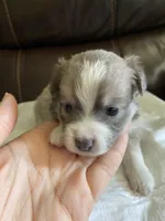 Smokey, a female Pomchi for sale in Greensboro, NC – Photo 1 of 4