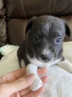 Panda, a male Pomchi for sale in Greensboro, NC – Photo 2 of 3