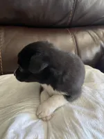 Panda, a male Pomchi for sale in Greensboro, NC – Photo 3 of 3