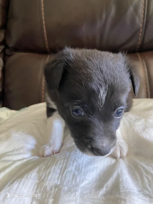 Panda – Pomchi puppy for sale in Greensboro, NC