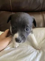 Yin-Yang, a female Pomchi for sale in Greensboro, NC – Photo 2 of 3