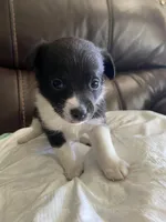 Yin-Yang, a female Pomchi for sale in Greensboro, NC – Photo 1 of 3