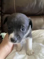 Yin-Yang, a female Pomchi for sale in Greensboro, NC – Photo 3 of 3