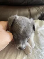 Storm , a male Pomchi for sale in Greensboro, NC – Photo 2 of 2