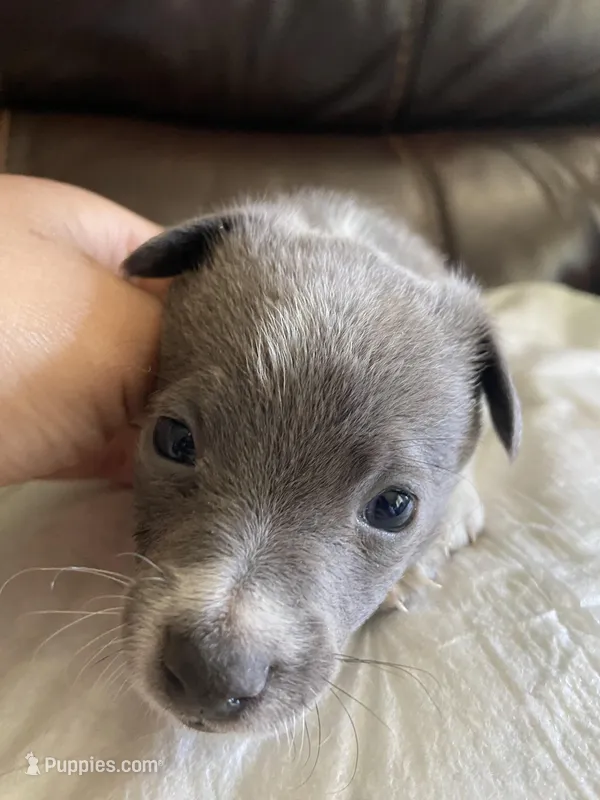 Storm  – Pomchi puppy for sale in Greensboro, NC