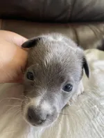 Storm , a male Pomchi for sale in Greensboro, NC – Photo 1 of 2