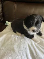 Oreo, a female Pomchi for sale in Greensboro, NC – Photo 2 of 3