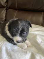 Oreo, a female Pomchi for sale in Greensboro, NC – Photo 3 of 3