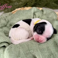 Chiffon, a female Cavapoo for sale in Midland, MI – 1 of 1