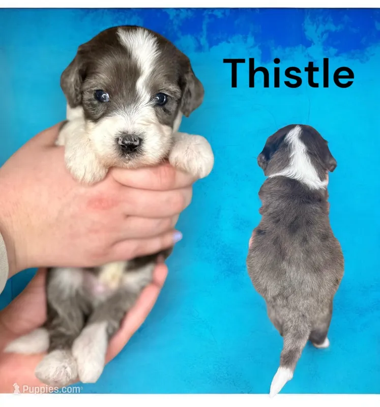 Thistle