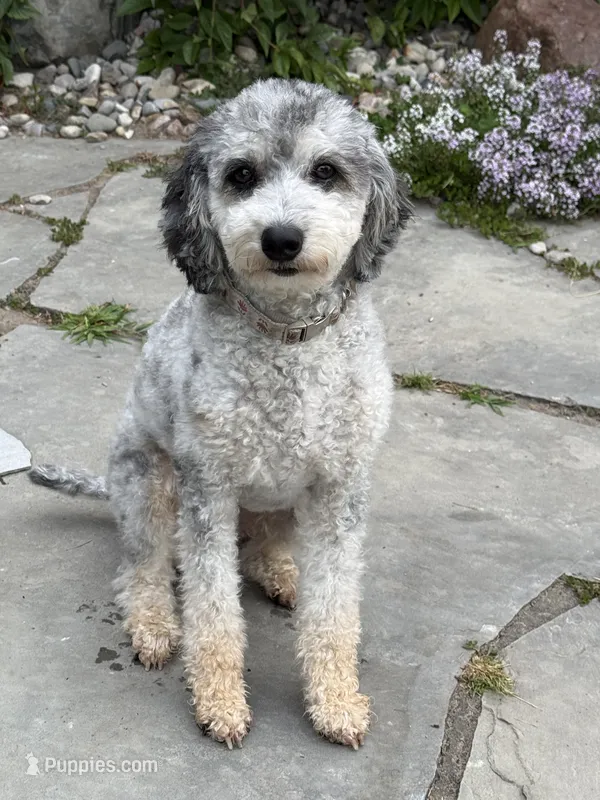 Opal – Poodle - Miniature  puppy for sale in Midland, MI