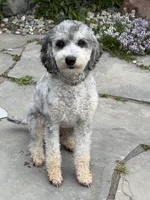 Opal, a female Poodle - Miniature  for sale in Midland, MI – 1 of 3