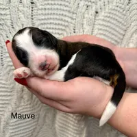 Mauve, a female Bernedoodle for sale in Midland, MI – Photo 4 of 4