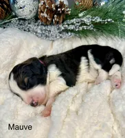 Mauve, a female Bernedoodle for sale in Midland, MI – Photo 3 of 4