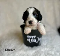 Mauve, a female Bernedoodle for sale in Midland, MI – Photo 2 of 4