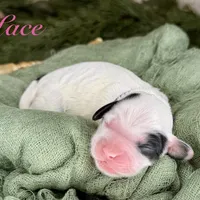 Lace, a female Cavapoo for sale in Midland, MI – 1 of 1