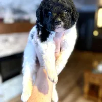 Oriole, a male Miniature Bernedoodle for sale in Midland, MI – 1 of 1
