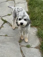 Opal, a female Poodle - Miniature  for sale in Midland, MI – 2 of 3