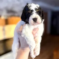 Canary, a female Miniature Bernedoodle for sale in Midland, MI – 1 of 1