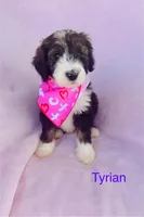 Tyrian, a male Bernedoodle for sale in Midland, MI – Photo 1 of 4