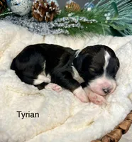 Tyrian, a male Bernedoodle for sale in Midland, MI – Photo 3 of 4