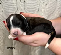 Tyrian, a male Bernedoodle for sale in Midland, MI – Photo 4 of 4