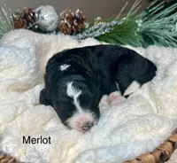 Merlot, a female Bernedoodle for sale in Midland, MI – Photo 3 of 4