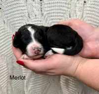 Merlot, a female Bernedoodle for sale in Midland, MI – Photo 4 of 4