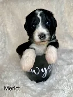 Merlot, a female Bernedoodle for sale in Midland, MI – Photo 2 of 4