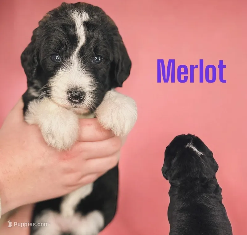 Merlot