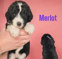 Merlot, a female Bernedoodle for sale in Midland, MI – Photo 1 of 4